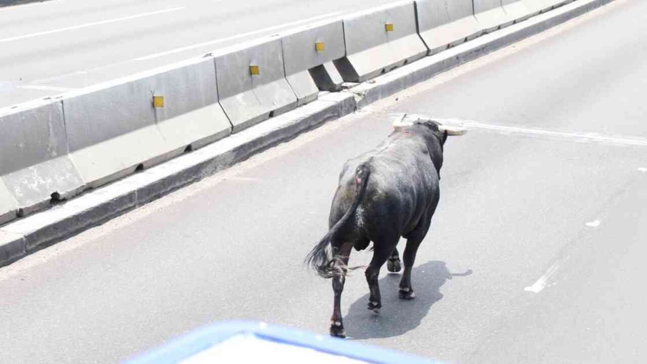 El toro de lidia recorrió por varios minutos el carril central de una de las principales vías de Querétaro. Foto: @spublicosqro.