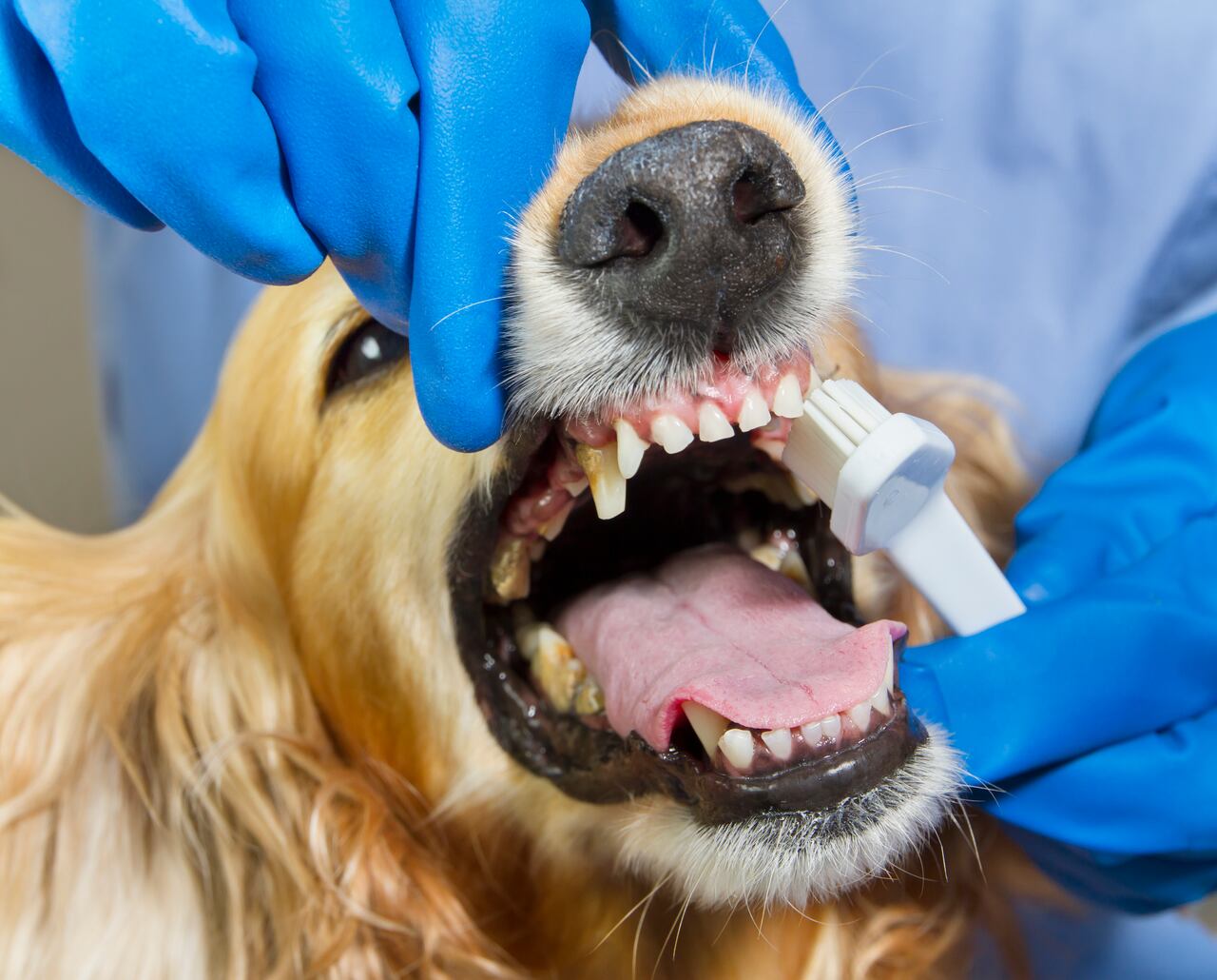 cepillar dientes a perro