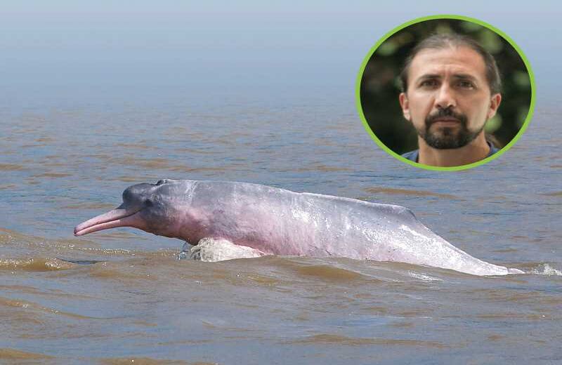 EL DELFÍN ROSADO Y SU ALIADO - Fernando Trujillo compartió cuando era joven un intercambio con el célebre Jacques Cousteau. Este, según relata, lo motivó a buscar los delfines de río, que se decía no existían. Nunca miró atrás, y desde 1993, en la Fundación Omacha, promueve activamente la conservación de especies y ecosistemas fluviales de Colombia. Hoy, Trujillo considera la subsistencia de los delfines rosados su misión en la vida. Le molesta especialmente que algunos pescadores inescrupulosos en Brasil y Perú sacrifiquen al delfín para atraer a la mota, una especie carroñera y contaminada con mercurio que luego venden como si fuera capaz. El Omacha, hombre  delfín como le llaman en lengua tikuna, entiende que proteger a esos mamíferos acuáticos exige acciones encadenadas. Por eso, mientras apunta a lograr que se prohiba comercializar el pez mota y a erradicar su uso como carnada, necesita generar conciencia social. “En nuestro país no podemos darnos el lujo de hacer conservación en sitios donde hay hambre y hay necesidades. Si no ofrecemos alternativas económicas, y si la gente no se involucra en este proceso, las medidas que se tomen no serán eficientes”, asegura. El biólogo marino y su equipo entienden que esta es una labor de años y empeño, y no planean detener su marcha.
