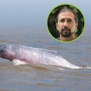 EL DELFÍN ROSADO Y SU ALIADO - Fernando Trujillo compartió cuando era joven un intercambio con el célebre Jacques Cousteau. Este, según relata, lo motivó a buscar los delfines de río, que se decía no existían. Nunca miró atrás, y desde 1993, en la Fundación Omacha, promueve activamente la conservación de especies y ecosistemas fluviales de Colombia. Hoy, Trujillo considera la subsistencia de los delfines rosados su misión en la vida. Le molesta especialmente que algunos pescadores inescrupulosos en Brasil y Perú sacrifiquen al delfín para atraer a la mota, una especie carroñera y contaminada con mercurio que luego venden como si fuera capaz. El Omacha, hombre delfín como le llaman en lengua tikuna, entiende que proteger a esos mamíferos acuáticos exige acciones encadenadas. Por eso, mientras apunta a lograr que se prohiba comercializar el pez mota y a erradicar su uso como carnada, necesita generar conciencia social. “En nuestro país no podemos darnos el lujo de hacer conservación en sitios donde hay hambre y hay necesidades. Si no ofrecemos alternativas económicas, y si la gente no se involucra en este proceso, las medidas que se tomen no serán eficientes”, asegura. El biólogo marino y su equipo entienden que esta es una labor de años y empeño, y no planean detener su marcha.