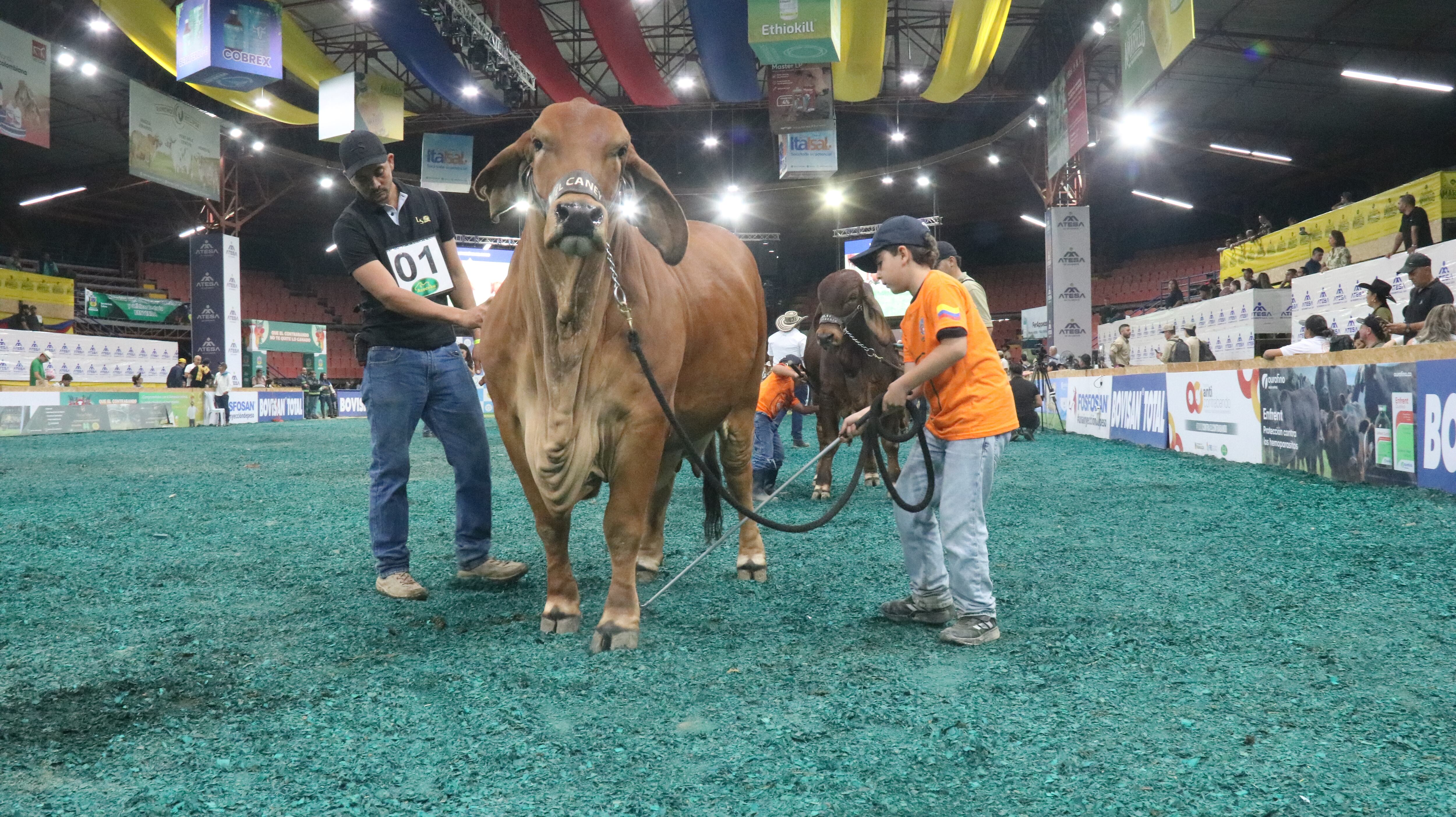 Un ejemplar bovino participa en una de las jornadas de juzgamiento de la Feria Nacional Cebú, escenario para exhibir la calidad genética y productiva del ganado en Colombia.