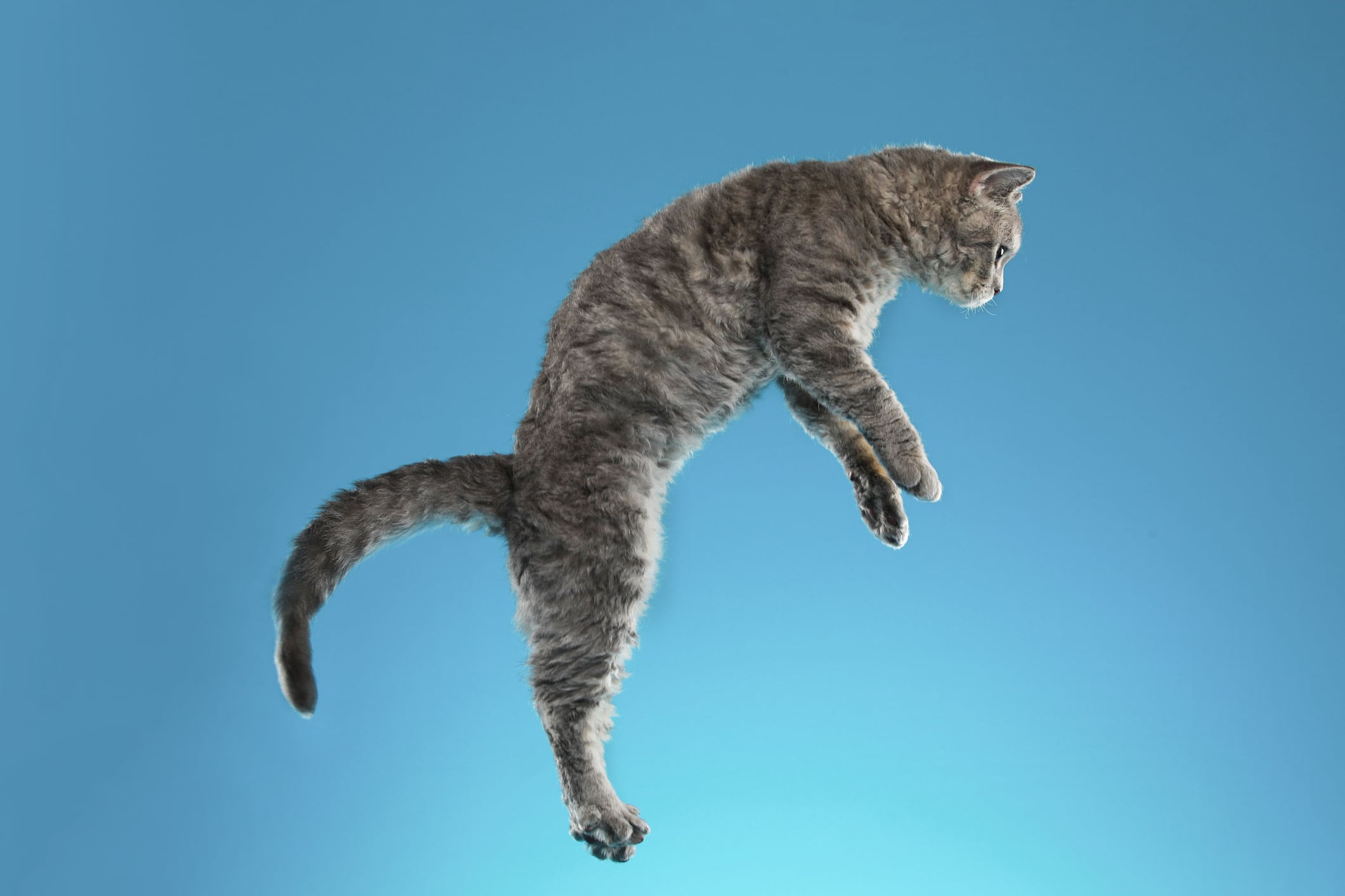 gato