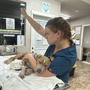 La oficina de la Sociedad Protectora de los Animales de Maui ha pedido que no se traslade ni se incinere a los animales fallecidos para poder catalogarlos y comprobar su identificación.