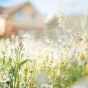 La manzanilla brinda beneficios tanto de salud como energéticos.