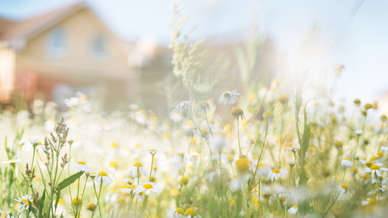 La manzanilla brinda beneficios tanto de salud como energéticos.