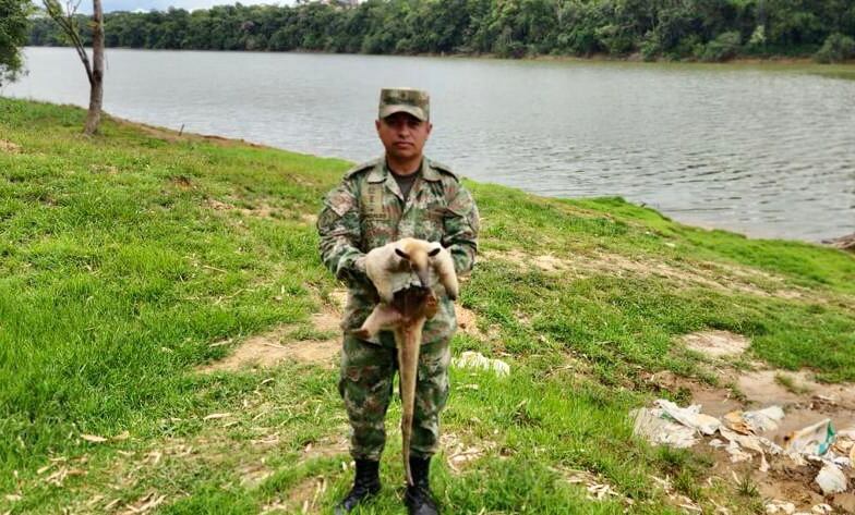 Oso Hormiguero rescatado en Vaupés