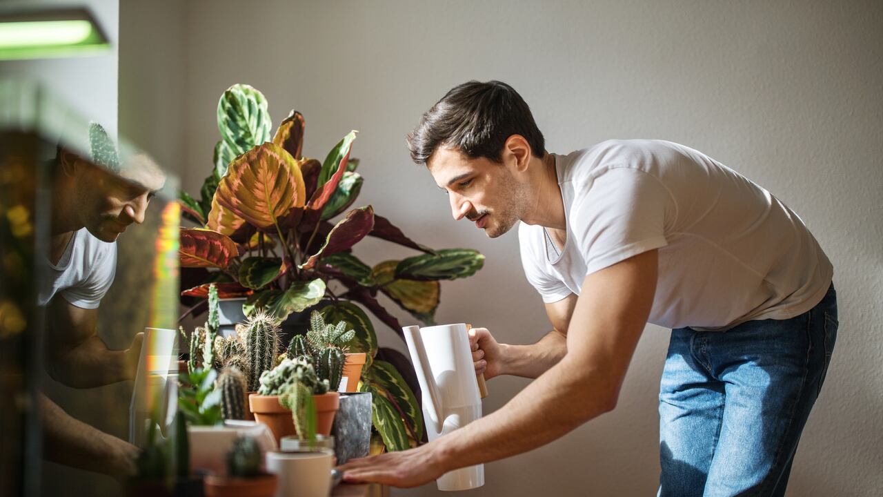 Explore los 5 errores que suelen cometerse al regar las plantas dentro de su domicilio.
