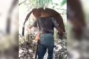 Hombre carga sobre sus hombros al puma muerto en la vereda Santa Marta, en el municipio de El Águila, Valle.