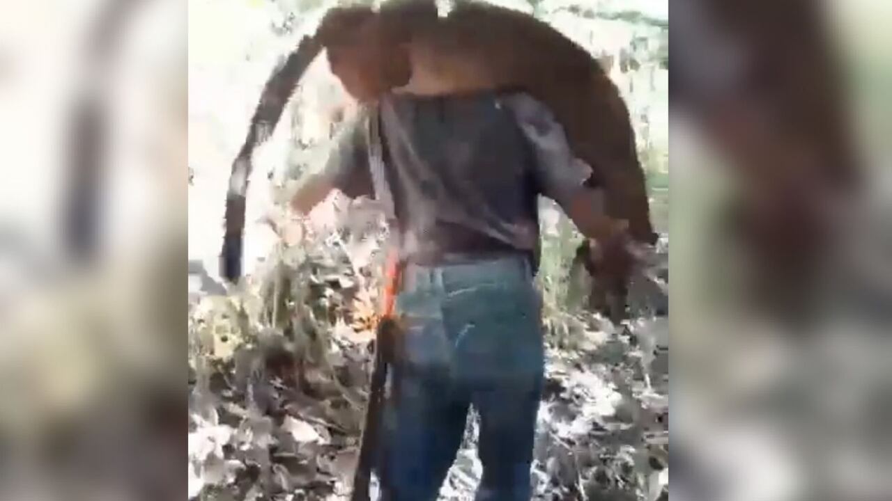 Un hombre carga sobre sus hombros al puma muerto en la vereda Santa Marta, en el municipio de El Águila, Valle.