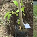 Se sembraron 97 árboles de la variedad Brazo de Reina.