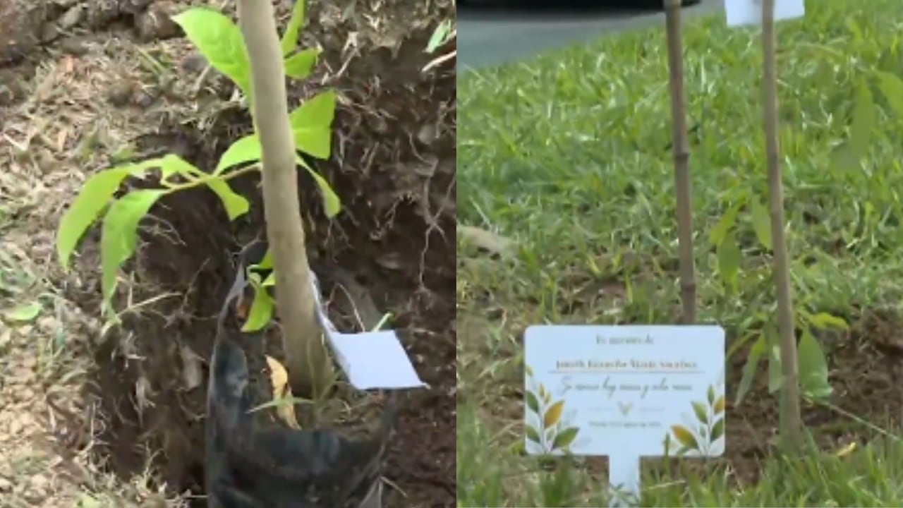Se sembraron 97 árboles de la variedad Brazo de Reina.