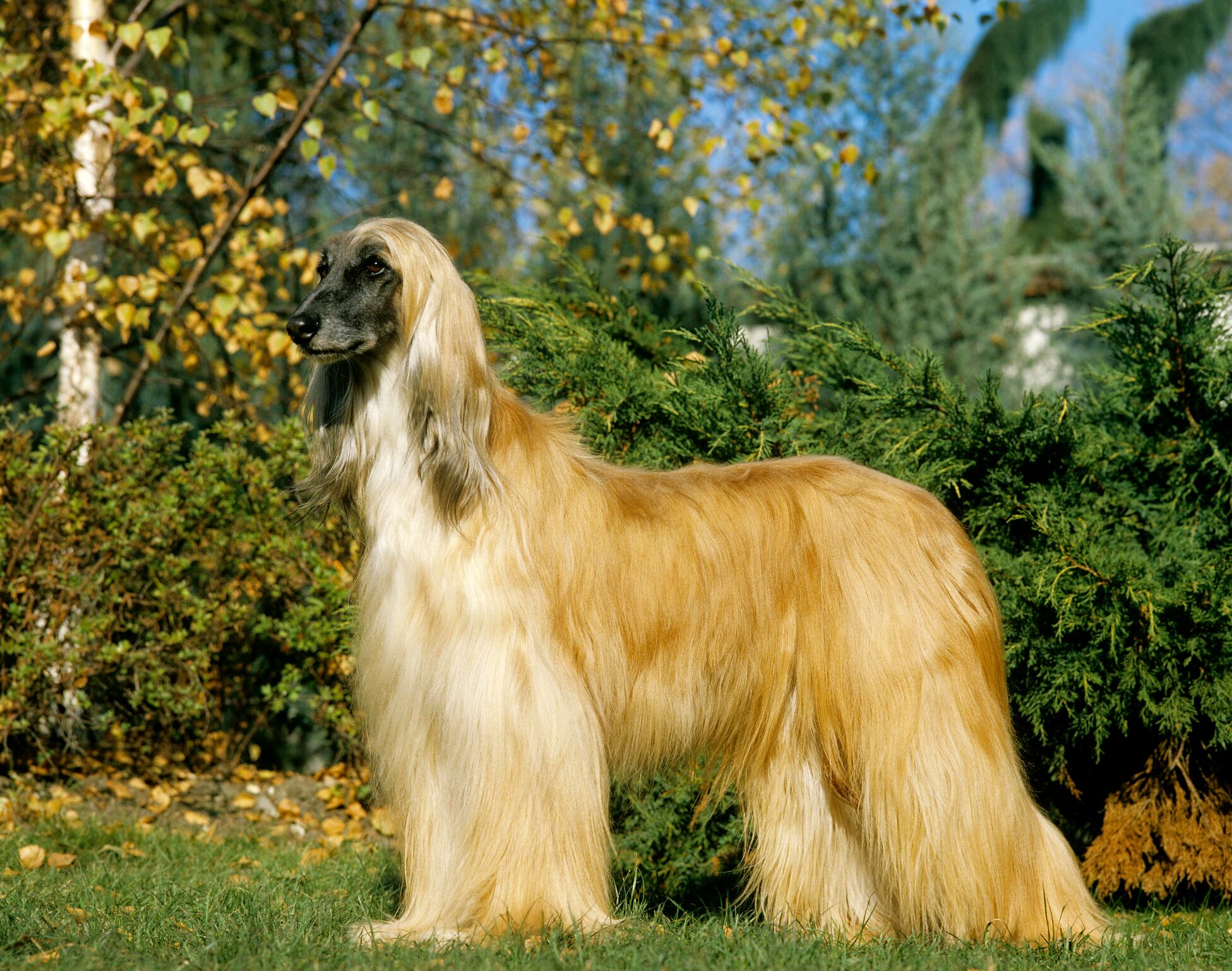 Un estudio reveló que la raza lebrel afgano es considerada como la más desobedientes.