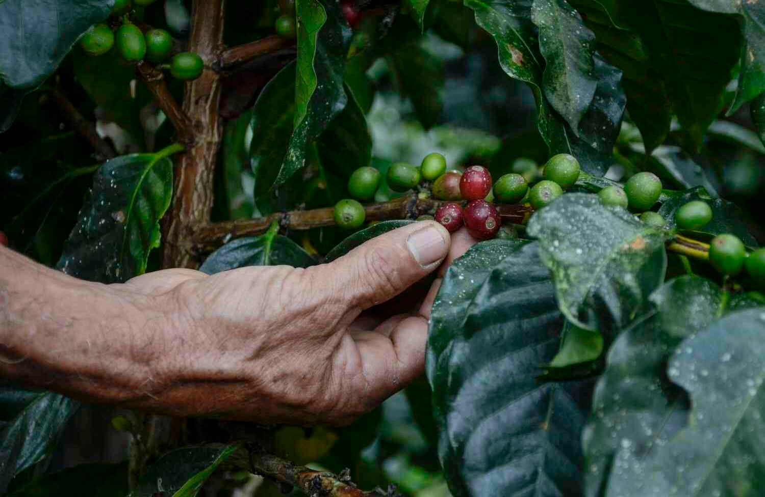 En el municipio de Gigante ubicado entre las cordilleras Oriental y Central, nace una de las cosechas de café más importantes de Colombia. Caturra es un grano distinguido de otros por su aroma, color, textura y sabor. foto: Diana Rey Melo