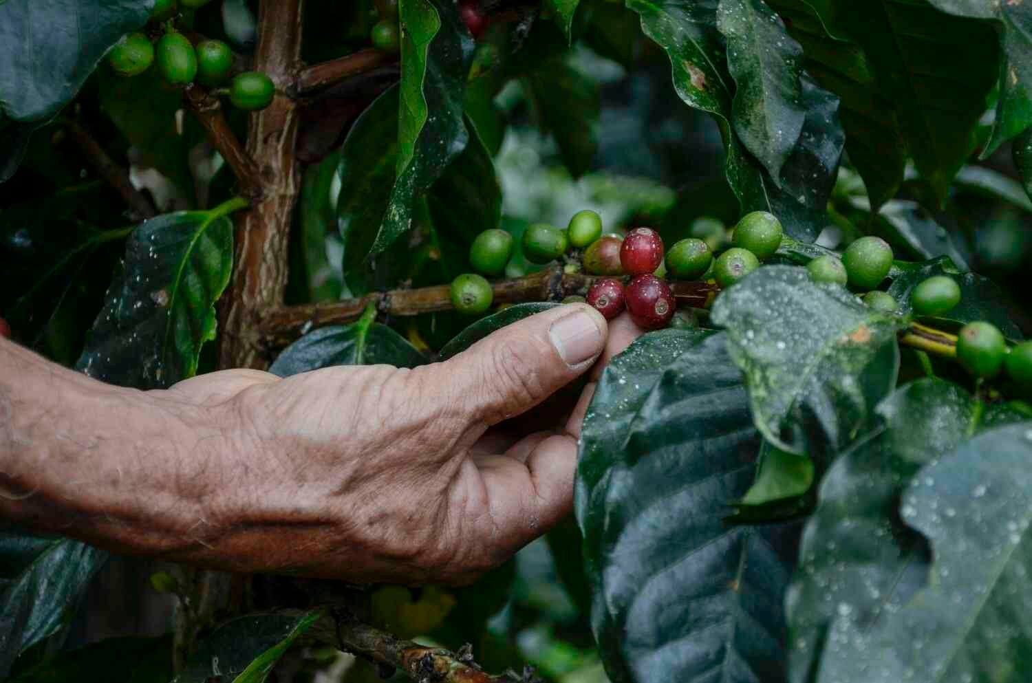 Gigante es el principal productor de café en el Huila. 