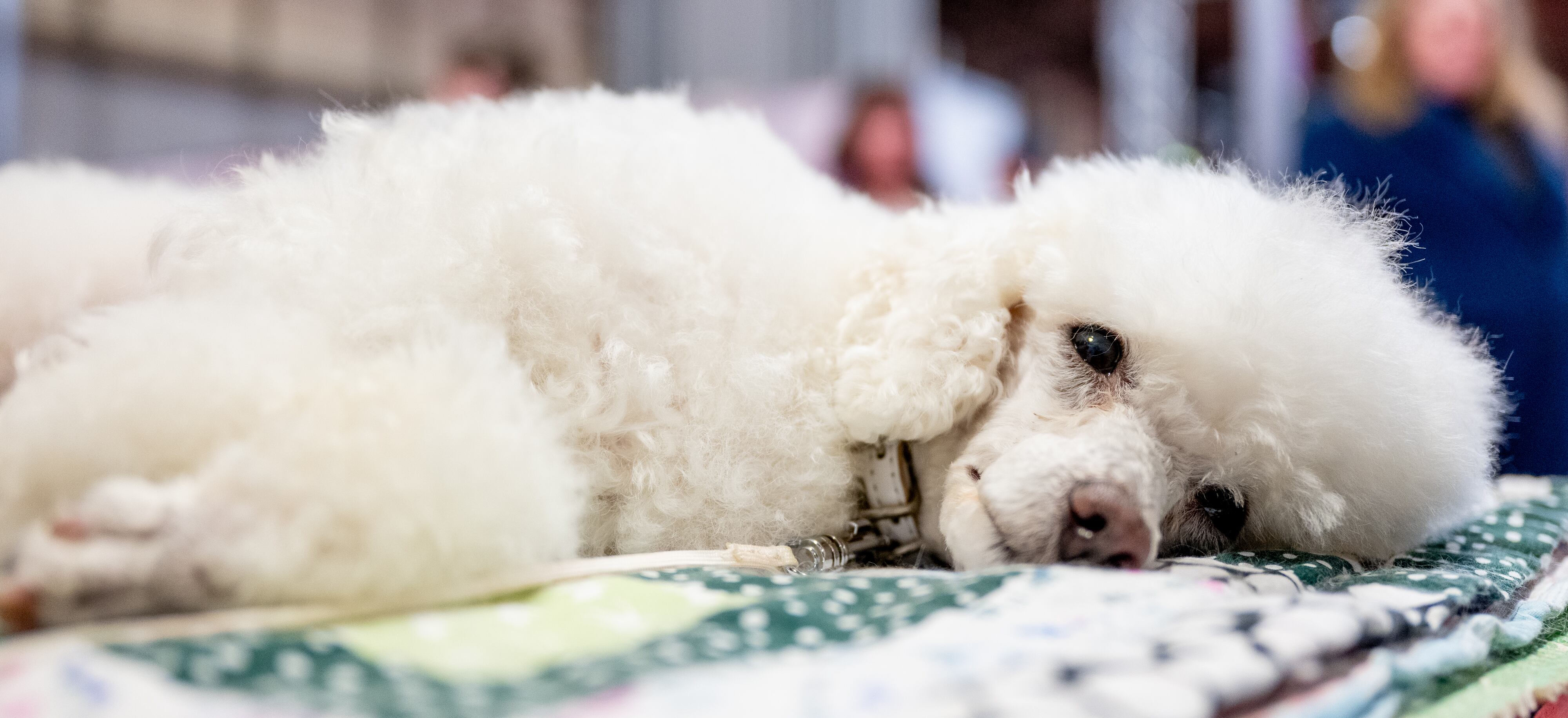 Tragedia en Argentina: perrito cayó desde un 13.º piso y provocó tres muertes; esto es lo que se sabe