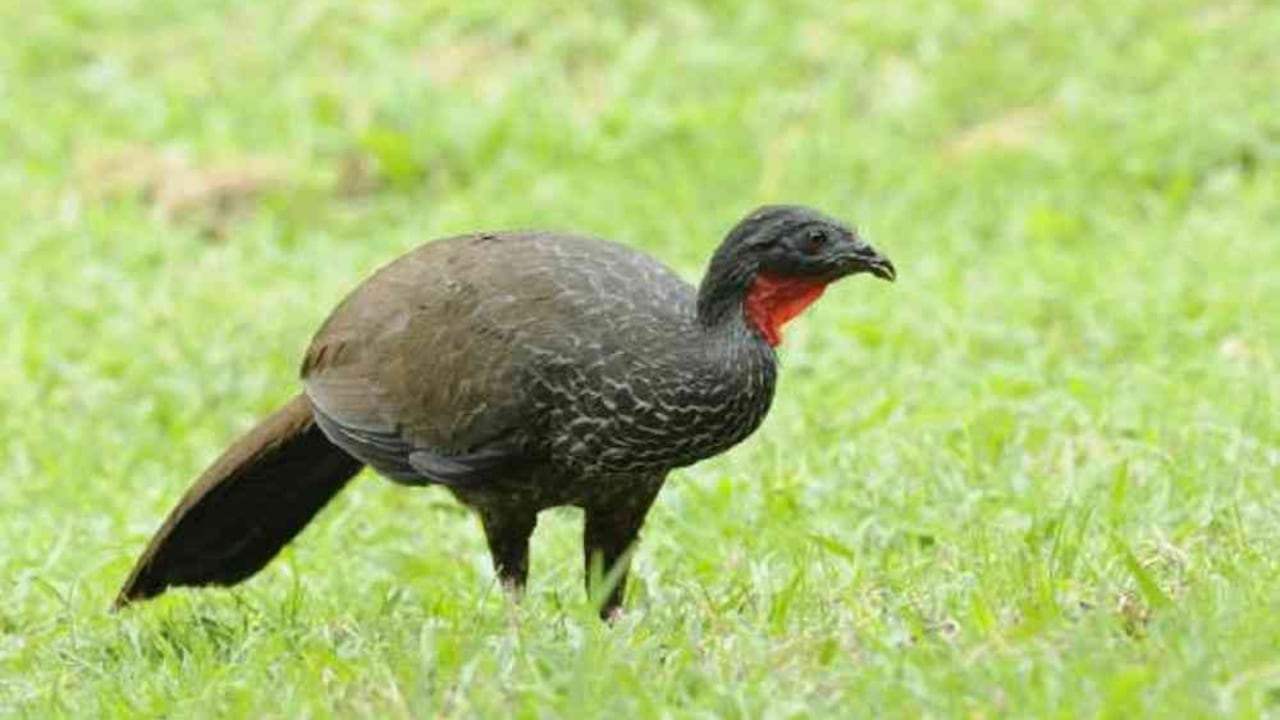 La pava caucana es una especie endémica con un alto nivel de amenaza en el país. Foto: Calibuenasnoticias.com