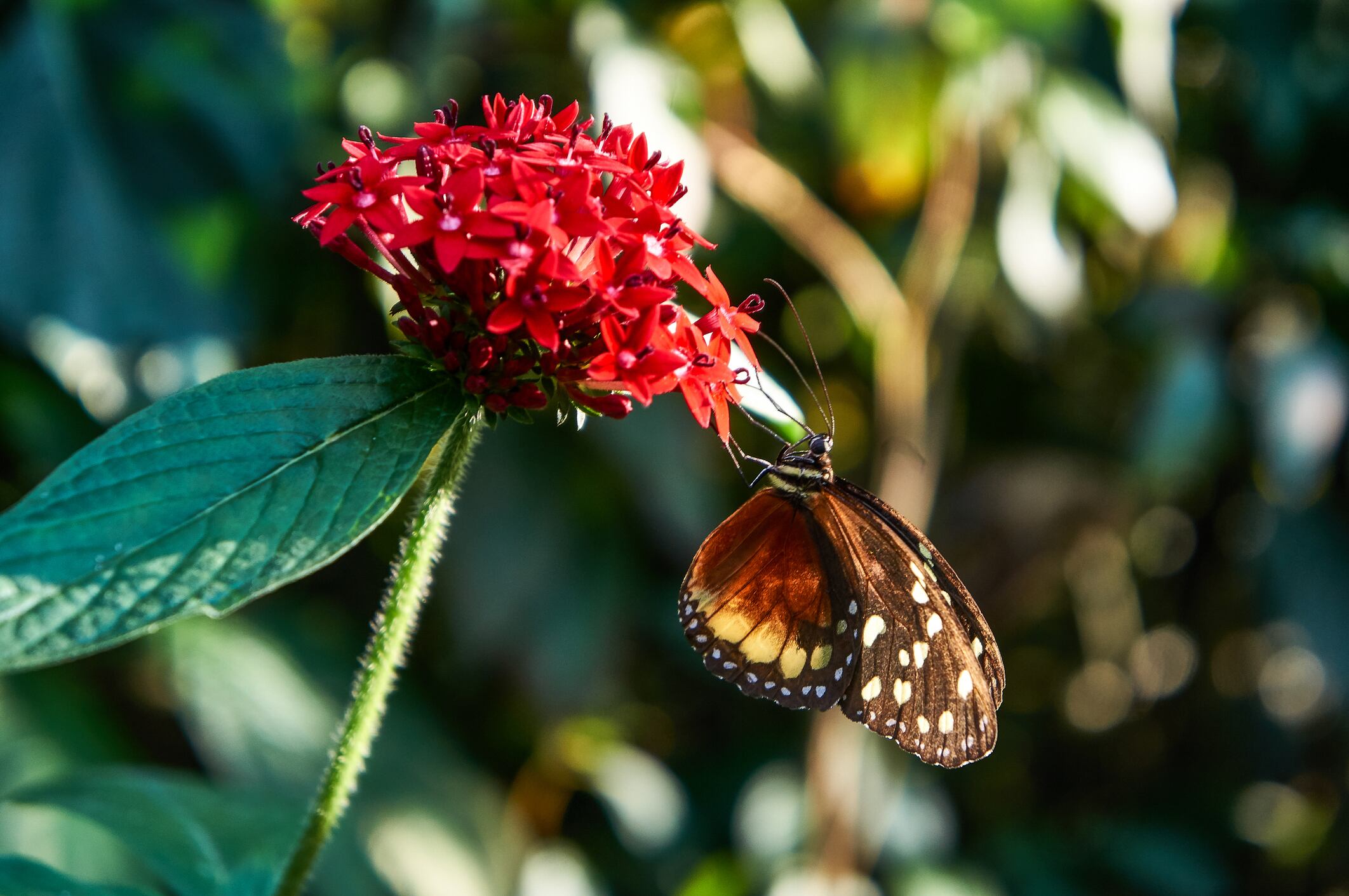 Jardín Botánico de Medellín