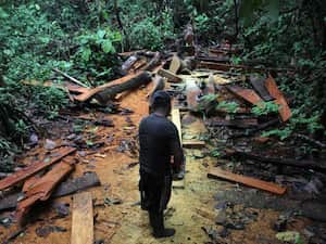 Detrás de la tala indiscriminada de árboles hay mafias y bandas criminales que, como los Urabeños, han encontrado en la madera una fuente fácil de financiación. Fotos: Pablo Andrés Monsalve - SEMANA.