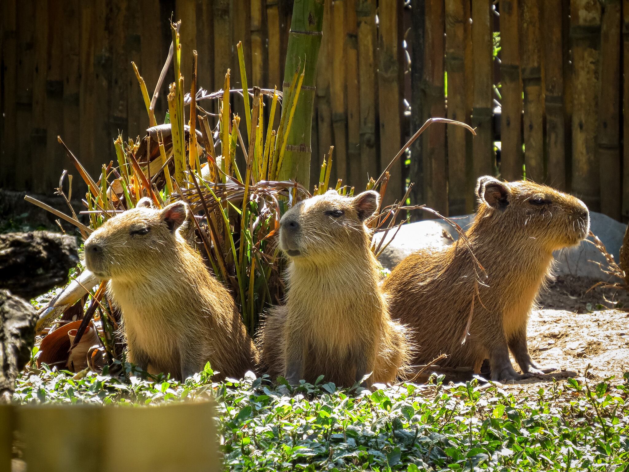 Especial Cali y Valle del Cauca, Editorial COP 16