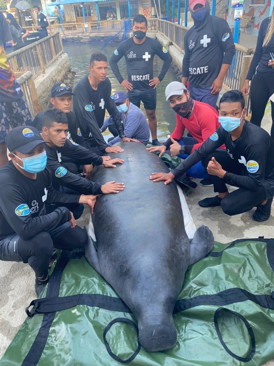 manatí liberada en la Costa