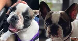 Venus, mascota robada en Bogotá