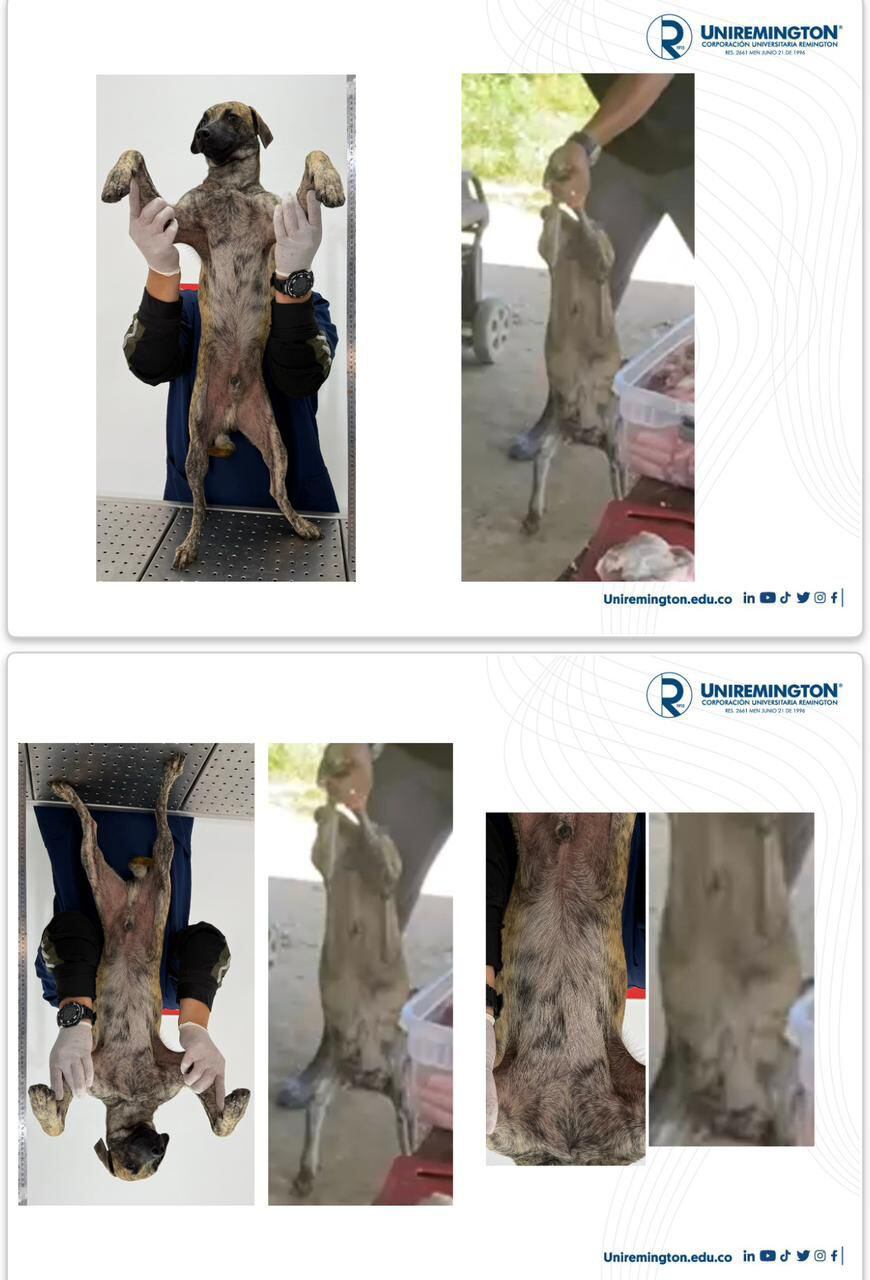 Determinan que perro entregado en Yarumal es el mismo golpeado en Montecristo, Bolívar.