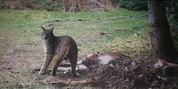 Entre las imágenes descubiertas en la cámara se observa a un Lince al lado del ciervo muerto.