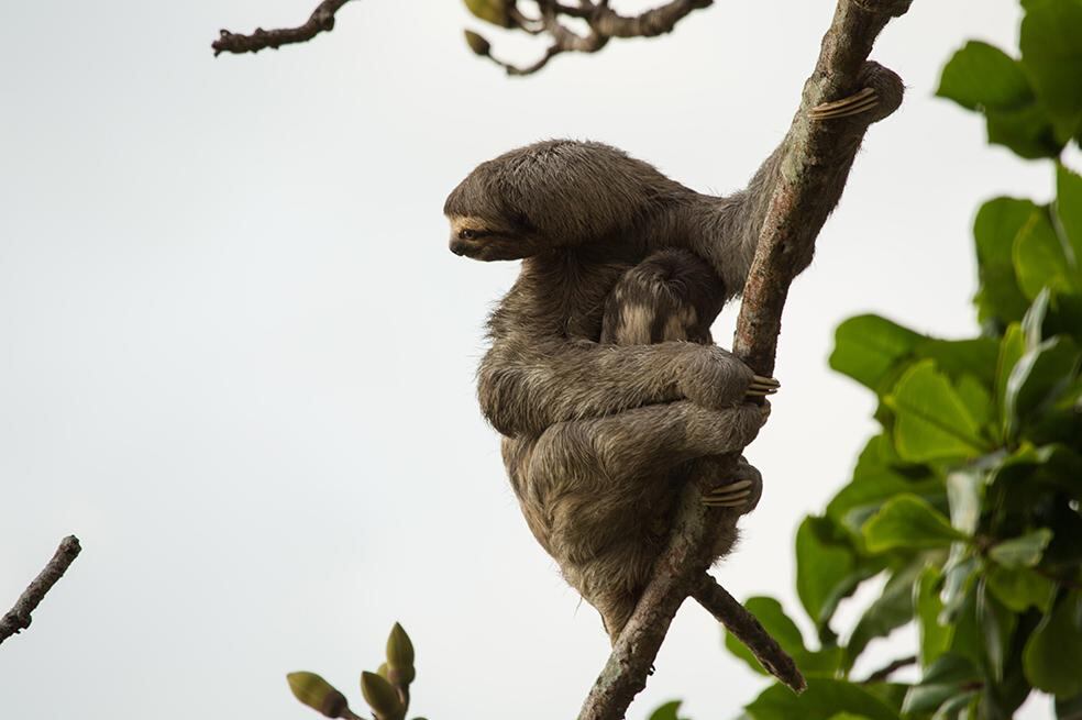 Documental 'Colombia magia salvaje'