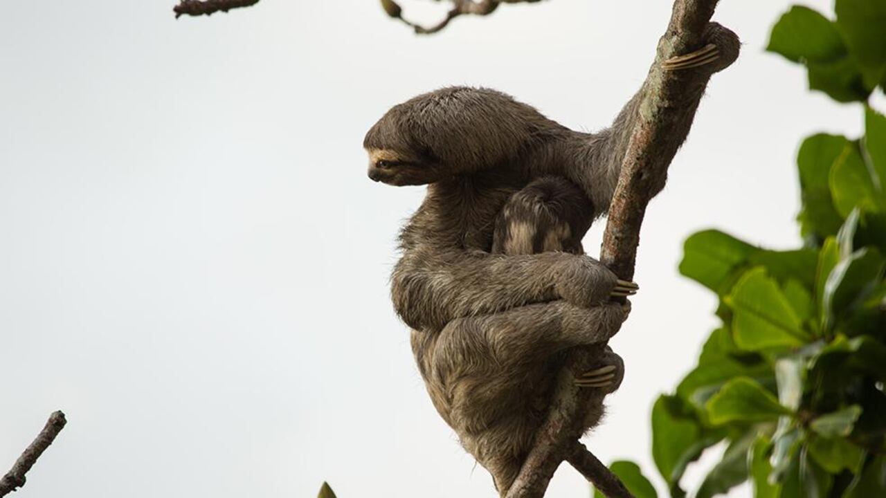 El documental 'Colombia magia salvaje' se exhibirá en la COP16.
