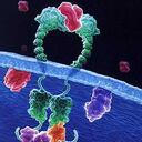 El supuesto tumor era un pequeño nódulo en la tiroides.