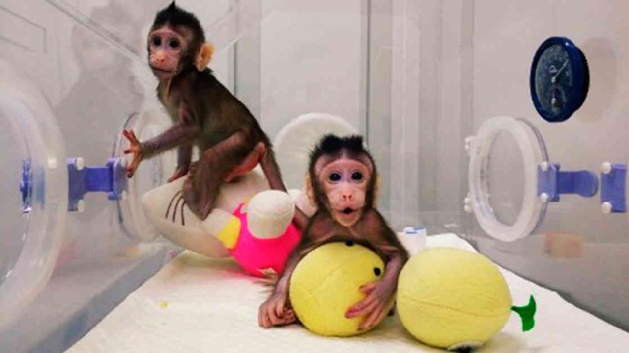 Foto: Handou / Chinese Academy of Sciences / AFP