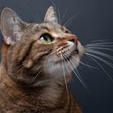 4 Patas, Gato Criollo