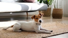 Razas de perros ideales para vivir en apartamentos pequeños.