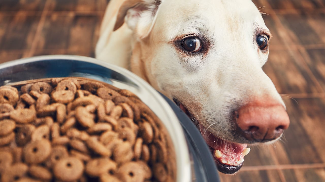 Marcas de alimentos como Chunky y Agility contribuyen a la alimentación de cerca de 11 millones de mascotas en el país, según la Andi.