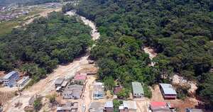 Chiparo, el árbol que salvó a un barrio de la tragedia en Mocoa