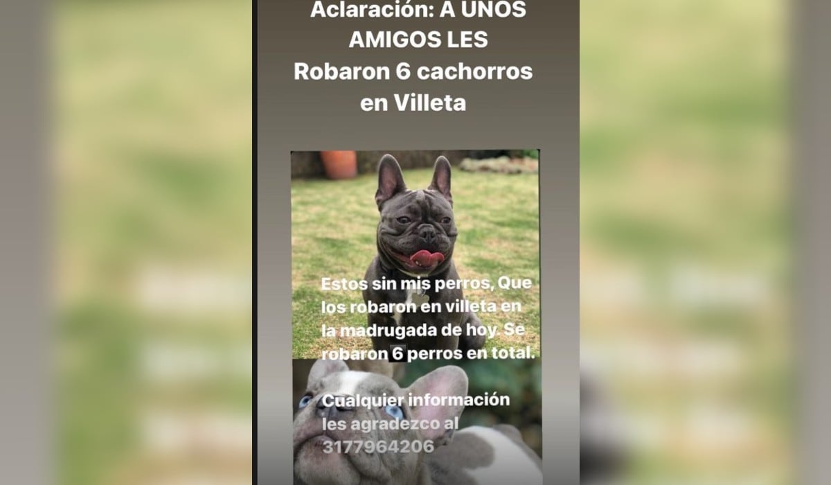 Robaron perros de Cesar Escola