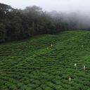 El potencial ambiental de la zona rural de Bitaco es amplia debido a su diversidad de especies tanto de flora como de fauna. Foto: Agrícola Himalaya.