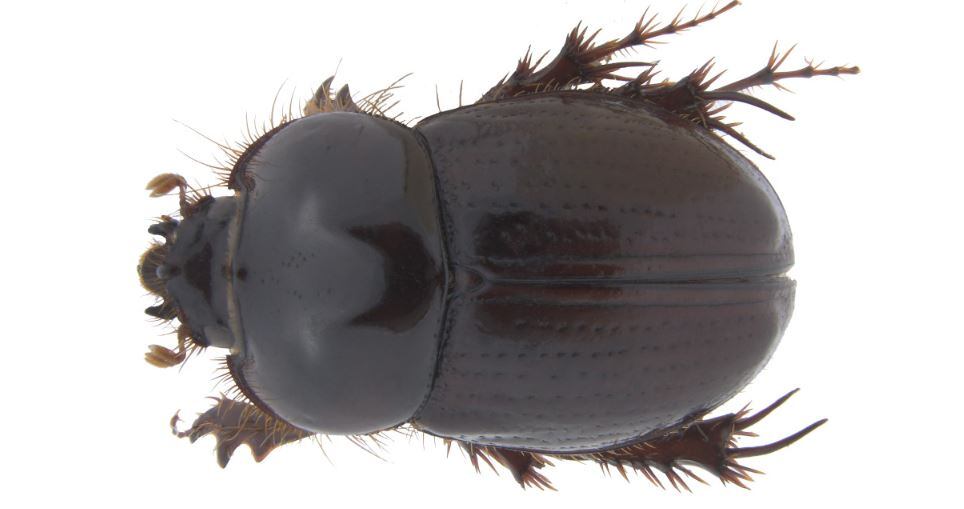 escarabajo en Colombia