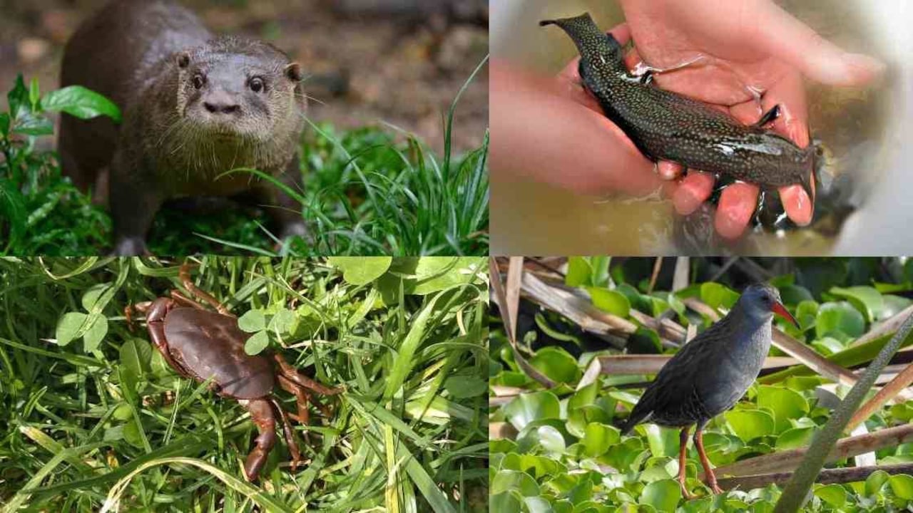 Estas cuatro especies son una pequeña muestra de la biodiversidad presente en el río Bogotá.