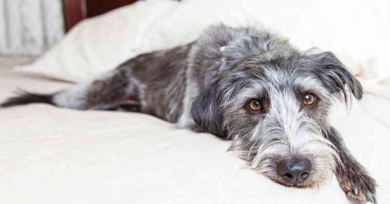 Los años que puede vivir un perro criollo a diferencia de un perro de raza