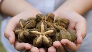 El fruto de Sacha Inchi ha ganado poco a poco popularidad para la elaboración de diversos productos.