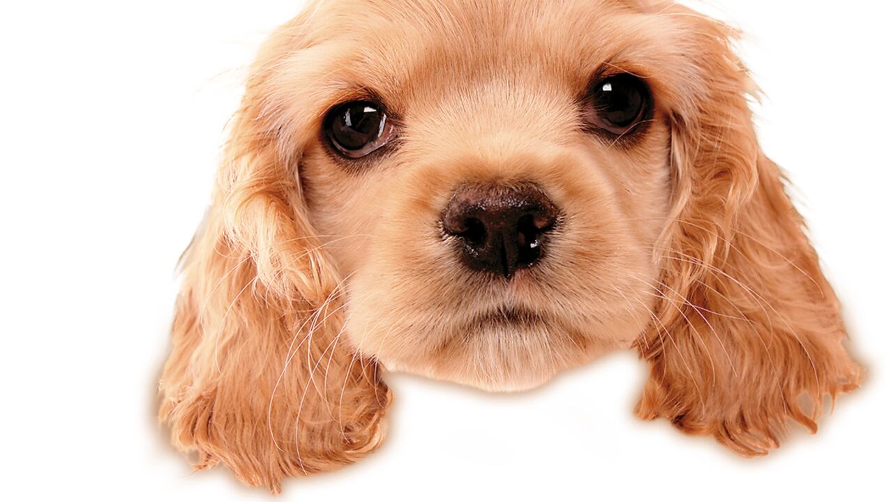 Existen métodos veterinarios para hacer que esos cachorros 'rechazados' sobrevivan. Sin embargo, alimentarse de la leche y calostro de su madre, y establecer un vínculo emocional con ella y sus hermanos, es esencial para el recién nacido.