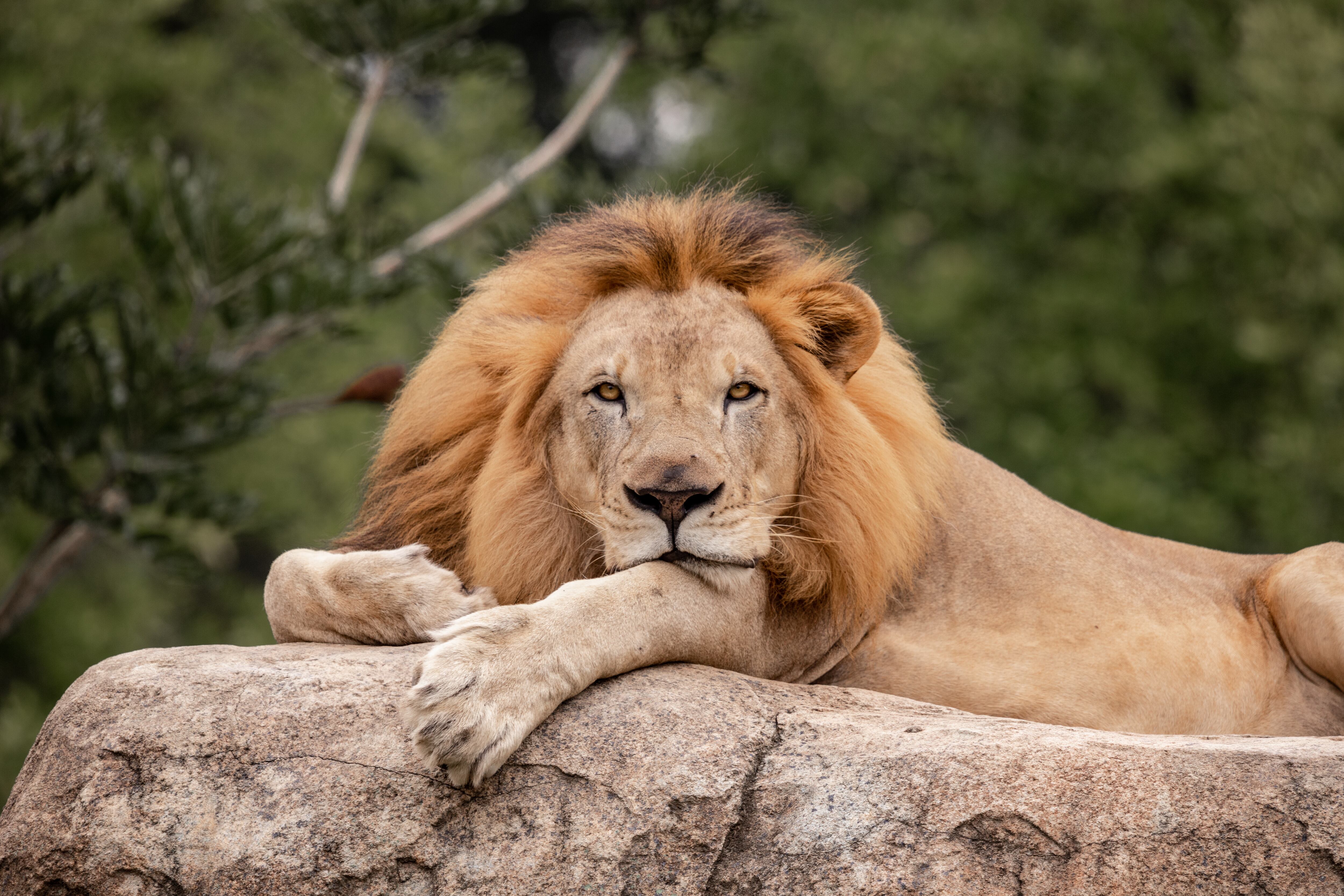 Ukumarí es el hogar de más de 400 individuos de fauna silvestre y exótica, 200 animales domésticos y santuario de 150 especies de fauna nativa.