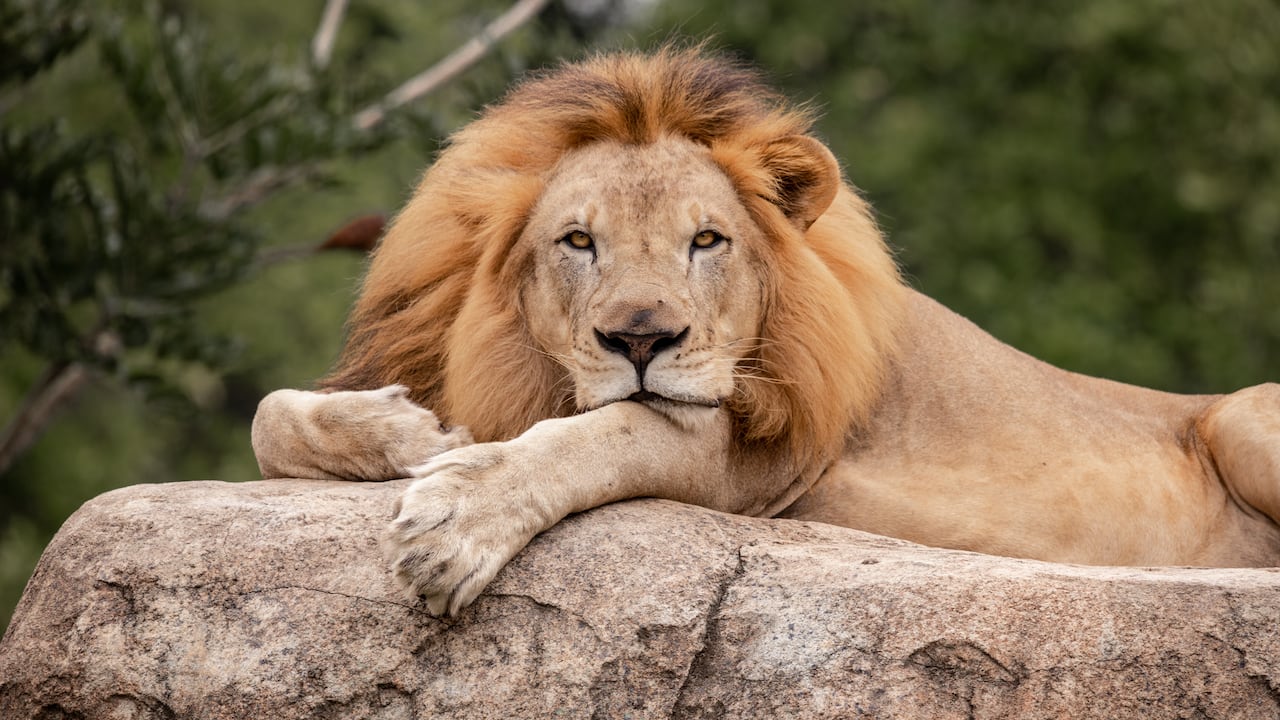 Ukumarí es el hogar de más de 400 individuos de fauna silvestre y exótica, 200 animales domésticos y santuario de 150 especies de fauna nativa.