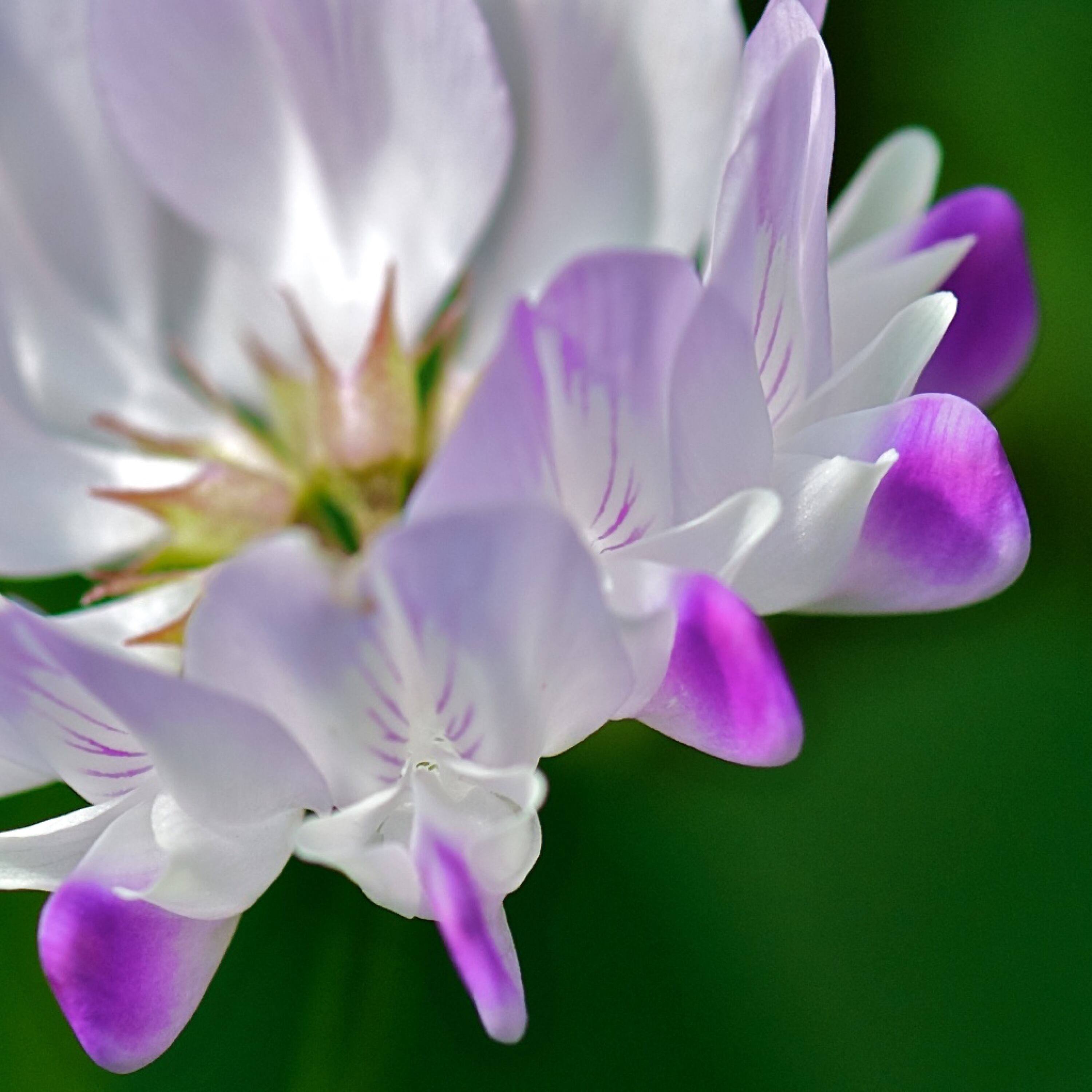 El astrágalo funciona mejor como preventivo ante enfermedades respiratorias.