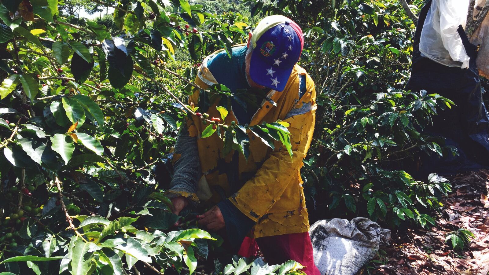 72.088 venezolanos viven de la agricultura, la pesca, la ganadería y la caza en Colombia.