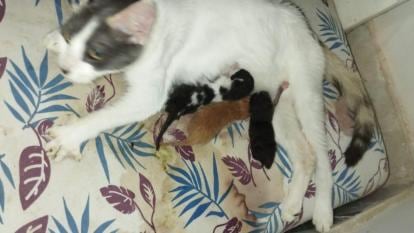 Esta es la gata que parió cuatro gatos entre ellos uno con dos cabezas.