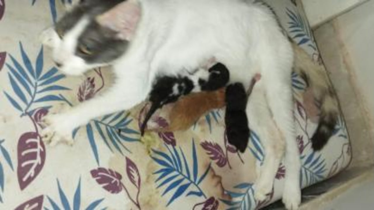 Esta es la gata que parió cuatro gatos entre ellos uno con dos cabezas.