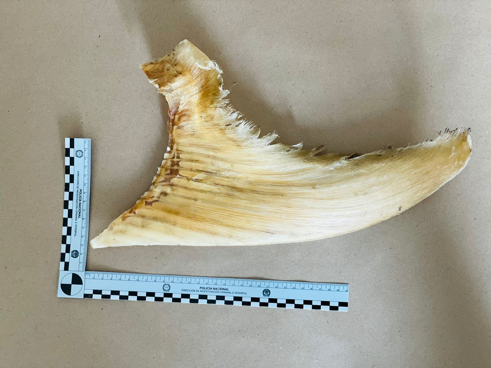 Autoridades se incautan de 3493 aletas de tiburón que iban a ser enviadas a Hong Kong desde el aeropuerto El Dorado