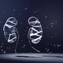 Un hábito para cuidar los riñones es tomar agua para mantener hidratado el organismo. Foto: GettyImages.